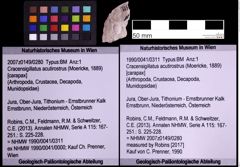 Foto (Objekt + Etiketten) von Cracensigillatus acutirostrus (Moericke, 1889) (NHMW-GEO-1990-0041-0311)